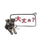 - anzusan-【1】（Mシュナウザー）（個別スタンプ：18）
