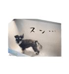 - anzusan-【1】（Mシュナウザー）（個別スタンプ：19）
