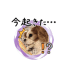 リンゴさんスタンプ パート2（個別スタンプ：4）