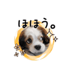 リンゴさんスタンプ パート2（個別スタンプ：5）