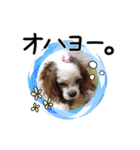 リンゴさんスタンプ パート2（個別スタンプ：16）
