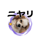 リンゴさんスタンプ パート2（個別スタンプ：22）