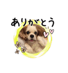 リンゴさんスタンプ パート2（個別スタンプ：23）