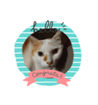 白っぽい猫（個別スタンプ：1）
