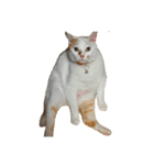 白っぽい猫（個別スタンプ：3）