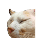 白っぽい猫（個別スタンプ：6）