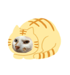 白っぽい猫（個別スタンプ：8）