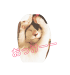 おまきちゃん家のきなこ（個別スタンプ：1）