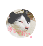 おまきちゃん家のきなこ（個別スタンプ：6）