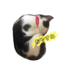 おまきちゃん家のきなこ（個別スタンプ：8）
