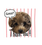 hirokke Toy poodle stamp（個別スタンプ：1）