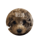 hirokke Toy poodle stamp（個別スタンプ：2）