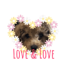 hirokke Toy poodle stamp（個別スタンプ：3）