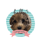 hirokke Toy poodle stamp（個別スタンプ：4）