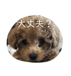 hirokke Toy poodle stamp（個別スタンプ：8）