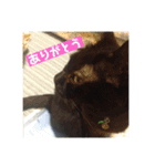 黒猫クゥーちゃん（個別スタンプ：1）