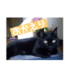黒猫クゥーちゃん（個別スタンプ：3）