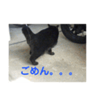 黒猫クゥーちゃん（個別スタンプ：5）