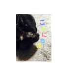黒猫クゥーちゃん（個別スタンプ：6）