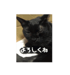 黒猫クゥーちゃん（個別スタンプ：7）