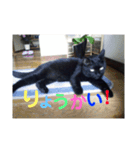 黒猫クゥーちゃん（個別スタンプ：8）
