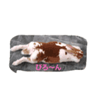 ららちゃんミニレッキス（個別スタンプ：3）