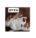 ららちゃんミニレッキス（個別スタンプ：9）