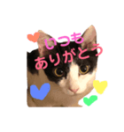それゆけ！モーモーズ（個別スタンプ：5）