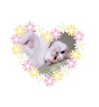 笑猫（個別スタンプ：1）