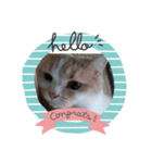 笑猫（個別スタンプ：2）