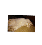 笑猫（個別スタンプ：4）
