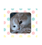 笑猫（個別スタンプ：6）
