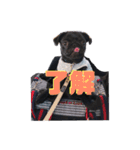 黒パグ 桃汰(日常)（個別スタンプ：5）