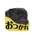 黒パグ 桃汰(日常)（個別スタンプ：6）