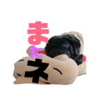 黒パグ 桃汰(日常)（個別スタンプ：7）
