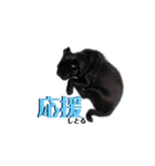 黒パグ 桃汰(日常)（個別スタンプ：9）