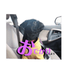 黒パグ 桃汰(日常)（個別スタンプ：10）