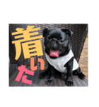 黒パグ 桃汰(日常)（個別スタンプ：15）