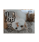 朔ノ介スタンプ 1（個別スタンプ：8）
