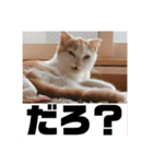 朔ノ介スタンプ 1（個別スタンプ：15）