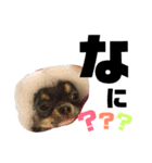 ちわわのおとちゃん（個別スタンプ：2）