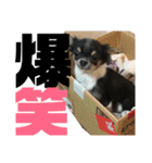ちわわのおとちゃん（個別スタンプ：11）
