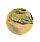 レオパのラル（個別スタンプ：13）