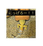レオパのラル（個別スタンプ：16）