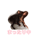 まさ屋の番犬ルルちゃん（個別スタンプ：3）