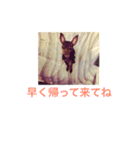 まさ屋の番犬ルルちゃん（個別スタンプ：4）