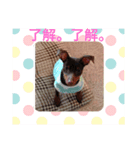 まさ屋の番犬ルルちゃん（個別スタンプ：8）