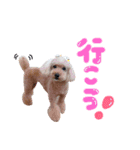 トイプードルのショコラちゃん♡（個別スタンプ：4）