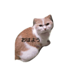 ぼんじゅる（個別スタンプ：8）