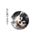 チワワのキモチ（個別スタンプ：2）